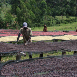 BURUNDI - MASHA