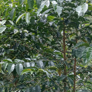 PERU - BERNABE PADILLA